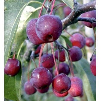 Se Paradisæble 'Braendkjær' 4-8 grene, 150-200 cm. 10 liter potte (A-2) ❤ Kæmpe udvalg i Plantetorvet ❤ Hurtig levering: 1 - 2 Hverdage samt billig fragt - Varenummer: PTT-98121 og barcode / Ean: på lager - Udsalg på Træer > Paradisæble Spar op til 52% - Over 785 kendte brands på udsalg