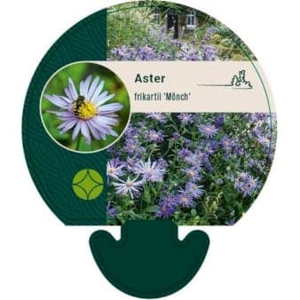 Se Asters ❤ Kæmpe udvalg i Plantetorvet ❤ Hurtig levering: 1 - 2 Hverdage samt billig fragt - Varenummer: PTT-91465 og barcode / Ean: på lager - Udsalg på Stauder > Asters Spar op til 59% - Over 1300 kendte brands på udsalg