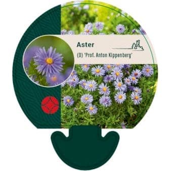 Se Pudeasters ❤ Kæmpe udvalg i Plantetorvet ❤ Hurtig levering: 1 - 2 Hverdage samt billig fragt - Varenummer: PTT-74921 og barcode / Ean: på lager - Udsalg på Stauder > Asters Spar op til 55% - Over 1160 kendte mærker på udsalg