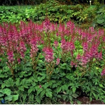 Se 28 stk. Astilbe &