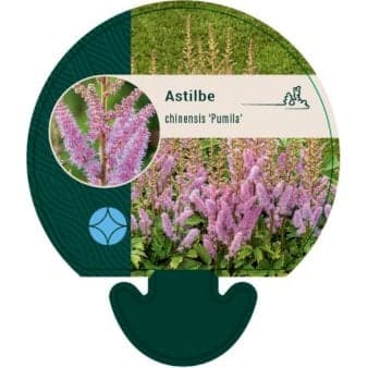 Se Astilbe &