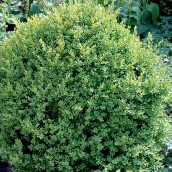 Se Buxus Sempervirens Var. Arborescens Potte 3,0 liter,- 40-60 cm. ❤ Kæmpe udvalg i Plantetorvet ❤ Hurtig levering: 1 - 2 Hverdage samt billig fragt - Varenummer: PTT-98208 og barcode / Ean: på lager - Udsalg på Hækplanter > Buksbom Spar op til 62% - Over 785 kendte brands på udsalg