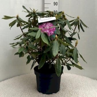 Se 'Ponticum Roseum' ❤ Kæmpe udvalg i Plantetorvet ❤ Hurtig levering: 1 - 2 Hverdage samt billig fragt - Varenummer: PTT-51946 og barcode / Ean: på lager - Udsalg på Rhododendron > Storbladede Hybrider Spar op til 59% - Over 785 kendte brands på udsalg