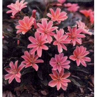 Se Lewisia 'Little Plum' ❤ Kæmpe udvalg i Plantetorvet ❤ Hurtig levering: 1 - 2 Hverdage samt billig fragt - Varenummer: PTT-59855 og barcode / Ean: på lager - Udsalg på Stauder > Bitterrod Spar op til 58% - Over 857 kendte brands på udsalg