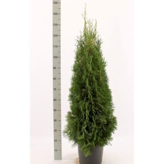 Se Hækthuja 'Smaragd' Potte 7,5 liter 100-125 cm. ❤ Kæmpe udvalg i Plantetorvet ❤ Hurtig levering: 1 - 2 Hverdage samt billig fragt - Varenummer: PTT-78789 og barcode / Ean: på lager - Udsalg på Hækplanter > Thuja Spar op til 65% - Over 785 kendte brands på udsalg