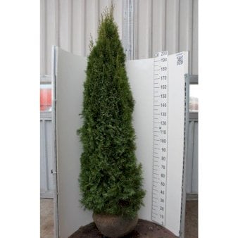 Hækthuja &