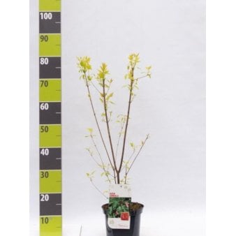 Acer Tataricum Potte 3,0 Liter, 40-60 cm