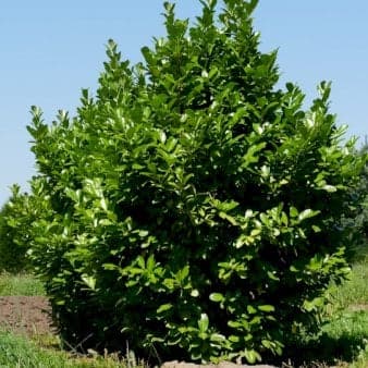 Se Hæk-Kirsebærlaurbær 'Rotundifolia' Med klump,- 175-200 cm. ❤ Kæmpe udvalg i Plantetorvet ❤ Hurtig levering: 1 - 2 Hverdage samt billig fragt - Varenummer: PTT-50644 og barcode / Ean: på lager - Udsalg på Hækplanter > Kirsebærlaurbær Spar op til 55% - Over 785 kendte brands på udsalg