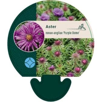 Se Høstasters 'Purple Dome' ❤ Kæmpe udvalg i Plantetorvet ❤ Hurtig levering: 1 - 2 Hverdage samt billig fragt - Varenummer: PTT-92074 og barcode / Ean: på lager - Udsalg på Stauder > Asters Spar op til 55% - Over 857 kendte brands på udsalg