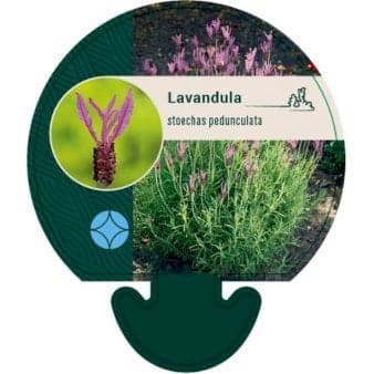 Se LAVANDULA STOECHAS &