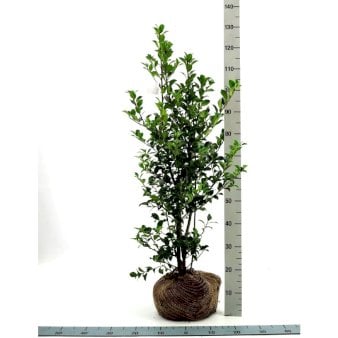 Ilex Meserveae &