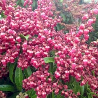 Se Pieris Japonica 'Valley Valentine' ❤ Kæmpe udvalg i Plantetorvet ❤ Hurtig levering: 1 - 2 Hverdage samt billig fragt - Varenummer: PTT-80992 og barcode / Ean: på lager - Udsalg på Prydbuske > Pieris Spar op til 66% - Over 785 kendte brands på udsalg