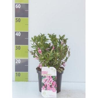 Se Weigela Florida 'Pink Poppet' ❤ Kæmpe udvalg i Plantetorvet ❤ Hurtig levering: 1 - 2 Hverdage samt billig fragt - Varenummer: PTT-97830 og barcode / Ean: på lager - Udsalg på Prydbuske > Klokkebusk Spar op til 55% - Over 1300 kendte brands på udsalg