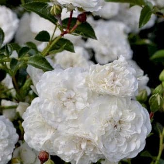 Se 'Sea Foam' ❤ Kæmpe udvalg i Plantetorvet ❤ Hurtig levering: 1 - 2 Hverdage samt billig fragt - Varenummer: PTT-98428 og barcode / Ean: på lager - Udsalg på Roser > Bunddækkende roser Spar op til 52% - Over 785 kendte brands på udsalg