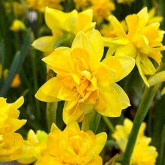 Se Miniature Narcis 'TÃªte Bouclé' » Kæmpe udvalg i Plantetorvet » Hurtig levering: 1 - 2 Hverdage samt billig fragt - Varenummer: PTT-81125 og barcode / Ean: på lager - Udsalg på Blomsterløg > Påske/Pinseliljer Spar op til 65% - Over 1122 kendte brands på udsalg