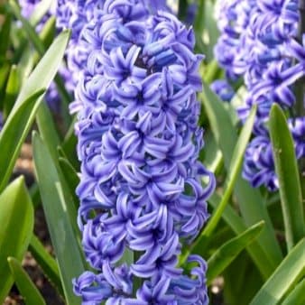 Se Hyacinth 'Blue Jacket' » Kæmpe udvalg i Plantetorvet » Hurtig levering: 1 - 2 Hverdage samt billig fragt - Varenummer: PTT-81144 og barcode / Ean: på lager - Udsalg på Blomsterløg > Hyacinther Spar op til 55% - Over 785 kendte brands på udsalg