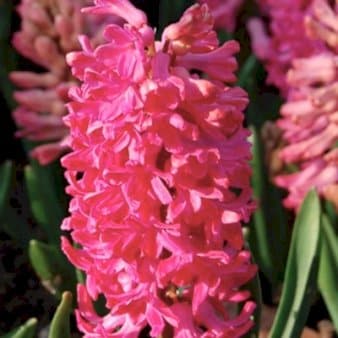 Se Hyacinth 'Jan Bos' » Kæmpe udvalg i Plantetorvet » Hurtig levering: 1 - 2 Hverdage samt billig fragt - Varenummer: PTT-81146 og barcode / Ean: på lager - Udsalg på Blomsterløg > Hyacinther Spar op til 53% - Over 785 kendte brands på udsalg