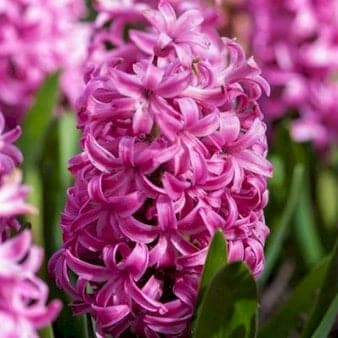 Se Hyacinth 'Pink Pearl' » Kæmpe udvalg i Plantetorvet » Hurtig levering: 1 - 2 Hverdage samt billig fragt - Varenummer: PTT-81147 og barcode / Ean: på lager - Udsalg på Blomsterløg > Hyacinther Spar op til 52% - Over 785 kendte brands på udsalg