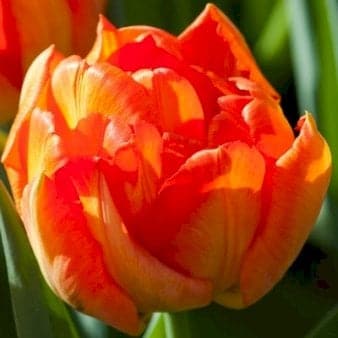 Se Tulipan 'Monte Orange' » Kæmpe udvalg i Plantetorvet » Hurtig levering: 1 - 2 Hverdage samt billig fragt - Varenummer: PTT-81156 og barcode / Ean: på lager - Udsalg på Blomsterløg > Tulipaner Spar op til 65% - Over 785 kendte brands på udsalg