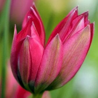 Se Tulipan 'Little Beauty' » Kæmpe udvalg i Plantetorvet » Hurtig levering: 1 - 2 Hverdage samt billig fragt - Varenummer: PTT-81192 og barcode / Ean: på lager - Udsalg på Blomsterløg > Tulipaner Spar op til 65% - Over 1122 kendte brands på udsalg