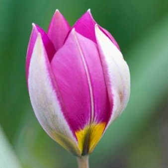 Se Tulipan pulchella 'Persian Pearl' » Kæmpe udvalg i Plantetorvet » Hurtig levering: 1 - 2 Hverdage samt billig fragt - Varenummer: PTT-81193 og barcode / Ean: på lager - Udsalg på Blomsterløg > Tulipaner Spar op til 54% - Over 1122 kendte brands på udsalg