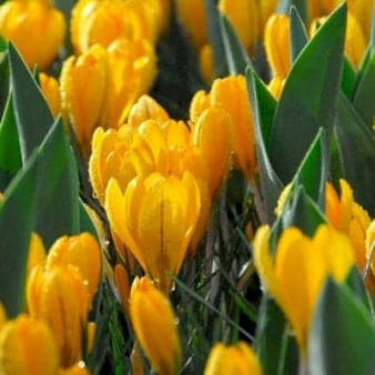 Se Storblomstrende Krokus 'Golden Yellow' » Kæmpe udvalg i Plantetorvet » Hurtig levering: 1 - 2 Hverdage samt billig fragt - Varenummer: PTT-81211 og barcode / Ean: på lager - Udsalg på Blomsterløg > Krokus Spar op til 66% - Over 1122 kendte brands på udsalg