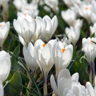 Se Storblomstrende Krokus 'Jeanne D'arc' » Kæmpe udvalg i Plantetorvet » Hurtig levering: 1 - 2 Hverdage samt billig fragt - Varenummer: PTT-81212 og barcode / Ean: på lager - Udsalg på Blomsterløg > Krokus Spar op til 63% - Over 1122 kendte brands på udsalg