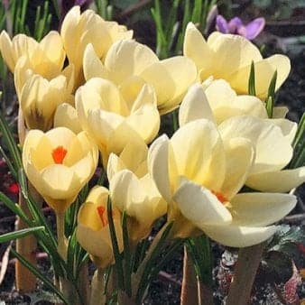 Se Botaniske Krokus 'Cream Beauty' » Kæmpe udvalg i Plantetorvet » Hurtig levering: 1 - 2 Hverdage samt billig fragt - Varenummer: PTT-81215 og barcode / Ean: på lager - Udsalg på Blomsterløg > Krokus Spar op til 62% - Over 1122 kendte brands på udsalg