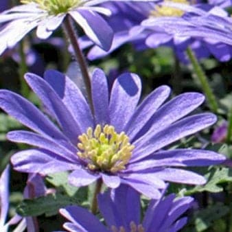 Se Anemone blanda &