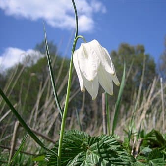 Se Vibeæg 'Alba' » Kæmpe udvalg i Plantetorvet » Hurtig levering: 1 - 2 Hverdage samt billig fragt - Varenummer: PTT-81227 og barcode / Ean: på lager - Udsalg på Blomsterløg > Vibeæg Spar op til 59% - Over 1122 kendte brands på udsalg