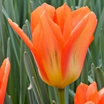 Se Tulipan 'Orange Emperor' » Kæmpe udvalg i Plantetorvet » Hurtig levering: 1 - 2 Hverdage samt billig fragt - Varenummer: PTT-84067 og barcode / Ean: på lager - Udsalg på Blomsterløg > Tulipaner Spar op til 54% - Over 1122 kendte brands på udsalg