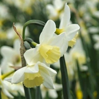 Se Miniature Narcis 'Sailboat' » Kæmpe udvalg i Plantetorvet » Hurtig levering: 1 - 2 Hverdage samt billig fragt - Varenummer: PTT-86678 og barcode / Ean: på lager - Udsalg på Blomsterløg > Påske/Pinseliljer Spar op til 57% - Over 1124 kendte brands på udsalg