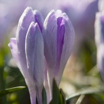 Se Storblomstrende Krokus 'Vanguard' » Kæmpe udvalg i Plantetorvet » Hurtig levering: 1 - 2 Hverdage samt billig fragt - Varenummer: PTT-86679 og barcode / Ean: på lager - Udsalg på Blomsterløg > Krokus Spar op til 56% - Over 1124 kendte brands på udsalg