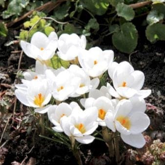 Se Botaniske Krokus 'Ard Schenk' » Kæmpe udvalg i Plantetorvet » Hurtig levering: 1 - 2 Hverdage samt billig fragt - Varenummer: PTT-86680 og barcode / Ean: på lager - Udsalg på Blomsterløg > Krokus Spar op til 55% - Over 1124 kendte brands på udsalg