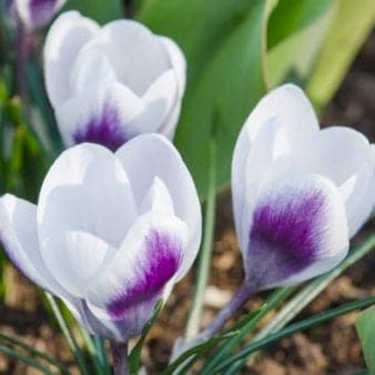 Se Botaniske Krokus 'Prins Claus' » Kæmpe udvalg i Plantetorvet » Hurtig levering: 1 - 2 Hverdage samt billig fragt - Varenummer: PTT-86681 og barcode / Ean: på lager - Udsalg på Blomsterløg > Krokus Spar op til 54% - Over 1124 kendte brands på udsalg