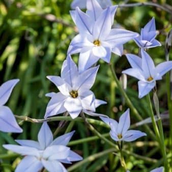 Se Vårefion 'Wisley Blue' » Kæmpe udvalg i Plantetorvet » Hurtig levering: 1 - 2 Hverdage samt billig fragt - Varenummer: PTT-86699 og barcode / Ean: på lager - Udsalg på Blomsterløg > Vårefion Spar op til 67% - Over 1124 kendte brands på udsalg