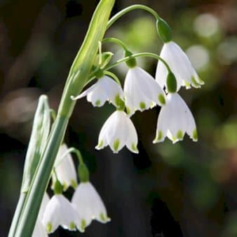 Se Sommerhvidblomme 'Gravetye Giant' » Kæmpe udvalg i Plantetorvet » Hurtig levering: 1 - 2 Hverdage samt billig fragt - Varenummer: PTT-86701 og barcode / Ean: på lager - Udsalg på Blomsterløg > Leucojum Spar op til 59% - Over 1112 kendte brands på udsalg