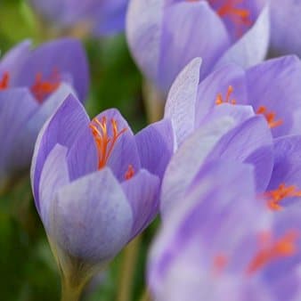 Se Efterårs-Krokus » Kæmpe udvalg i Plantetorvet » Hurtig levering: 1 - 2 Hverdage samt billig fragt - Varenummer: PTT-86706 og barcode / Ean: på lager - Udsalg på Blomsterløg > Krokus Spar op til 56% - Over 1112 kendte brands på udsalg