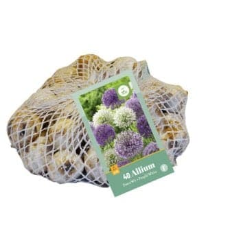 Se Prydløg 'Purple and White' mix Net » Kæmpe udvalg i Plantetorvet » Hurtig levering: 1 - 2 Hverdage samt billig fragt - Varenummer: PTT-86708 og barcode / Ean: på lager - Udsalg på Blomsterløg > Prydløg Spar op til 66% - Over 1124 kendte brands på udsalg