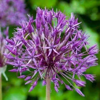 Se Prydløg 'Purple Rain' Net » Kæmpe udvalg i Plantetorvet » Hurtig levering: 1 - 2 Hverdage samt billig fragt - Varenummer: PTT-86709 og barcode / Ean: på lager - Udsalg på Blomsterløg > Prydløg Spar op til 65% - Over 1124 kendte brands på udsalg