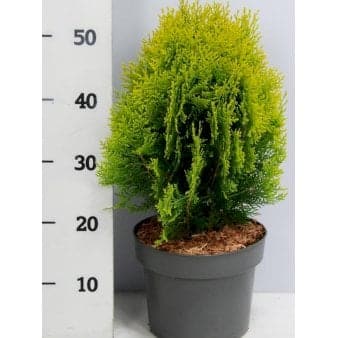 Se Orientalsk Thuja Potte 5,0 liter,- 30-40 cm. ✔ Kæmpe udvalg i Plantetorvet ✔ Hurtig levering: 1 - 2 Hverdage samt billig fragt - Varenummer: PTT-90659 og barcode / Ean: på lager - Udsalg på Nåletræer > Thuja Spar op til 58% - Over 1354 design brands på udsalg