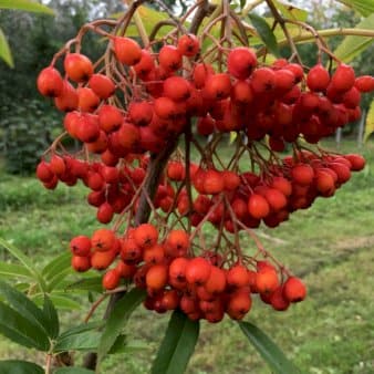 Se Koreansk Røn 'Dodong' Potte 10 liter 150-175 cm. ❤ Kæmpe udvalg i Plantetorvet ❤ Hurtig levering: 1 - 2 Hverdage samt billig fragt - Varenummer: PTT-68818 og barcode / Ean: på lager - Udsalg på Træer > Rønnetræer Spar op til 63% - Over 785 kendte brands på udsalg