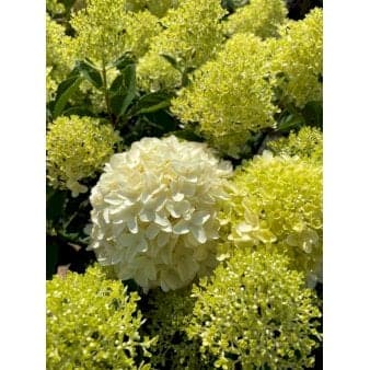 Se Kompakt Syrén-Hortensia 'WhiteLight' ❤ Kæmpe udvalg i Plantetorvet ❤ Hurtig levering: 1 - 2 Hverdage samt billig fragt - Varenummer: PTT-98178 og barcode / Ean: på lager - Udsalg på Prydbuske > Hortensia Spar op til 52% - Over 785 kendte brands på udsalg