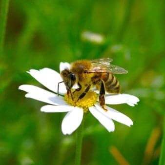 Se Dansk blomsterblanding - 10 m2 10m2 til varieret jord ❤ Stort online udvalg i Plantetorvet ❤ Hurtig levering: 1 - 2 Hverdage samt billig fragt - Varenummer: PTT-87668 og barcode / Ean: på lager - Udsalg på Vildfrø > Let it Bee Spar op til 66% - Over 322 kendte brands på udsalg