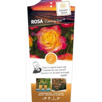 Se 'Flaming Star' ✔ Kæmpe udvalg i Plantetorvet ✔ Hurtig levering: 1 - 2 Hverdage samt billig fragt - Varenummer: PTT-87872 og barcode / Ean: på lager - Udsalg på Roser > Storblomstrende Rose Spar op til 52% - Over 1354 design brands på udsalg