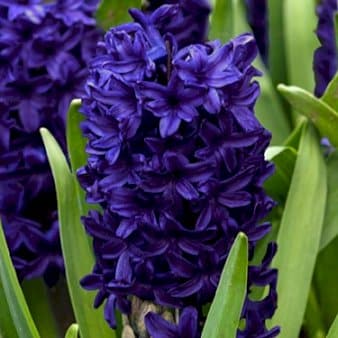 Se Hyacinth 'Blue Trophy' » Kæmpe udvalg i Plantetorvet » Hurtig levering: 1 - 2 Hverdage samt billig fragt - Varenummer: PTT-88125 og barcode / Ean: på lager - Udsalg på Blomsterløg > Hyacinther Spar op til 62% - Over 785 kendte brands på udsalg