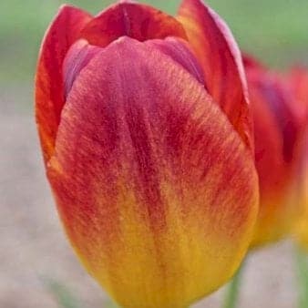 Se Tulipan 'Amberglow' » Kæmpe udvalg i Plantetorvet » Hurtig levering: 1 - 2 Hverdage samt billig fragt - Varenummer: PTT-88131 og barcode / Ean: på lager - Udsalg på Blomsterløg > Tulipaner Spar op til 55% - Over 1124 kendte brands på udsalg