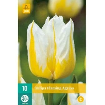 Se Tulipan 'Flaming Agrass' » Kæmpe udvalg i Plantetorvet » Hurtig levering: 1 - 2 Hverdage samt billig fragt - Varenummer: PTT-88133 og barcode / Ean: på lager - Udsalg på Blomsterløg > Tulipaner Spar op til 54% - Over 1124 kendte brands på udsalg