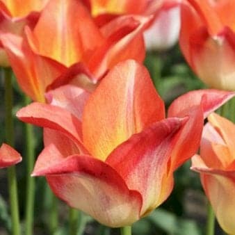 Se Tulipan 'Moonblush' » Kæmpe udvalg i Plantetorvet » Hurtig levering: 1 - 2 Hverdage samt billig fragt - Varenummer: PTT-88149 og barcode / Ean: på lager - Udsalg på Blomsterløg > Tulipaner Spar op til 63% - Over 785 kendte brands på udsalg