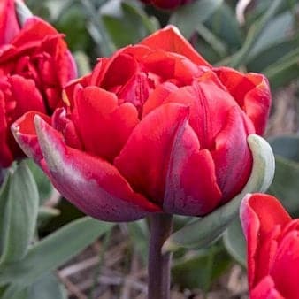 Se Tulipan 'Red Princess' » Kæmpe udvalg i Plantetorvet » Hurtig levering: 1 - 2 Hverdage samt billig fragt - Varenummer: PTT-88164 og barcode / Ean: på lager - Udsalg på Blomsterløg > Tulipaner Spar op til 64% - Over 1122 kendte brands på udsalg